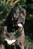 CANE CORSO 1423